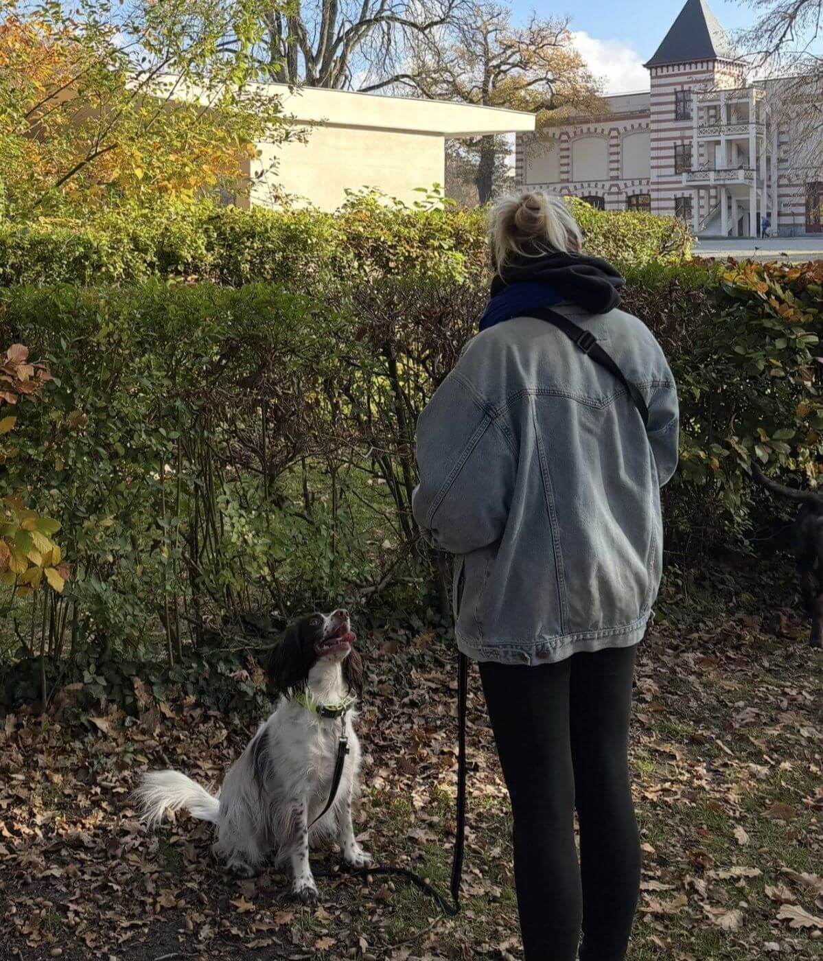 Un cocker regarde sa maîtresse en extérieur