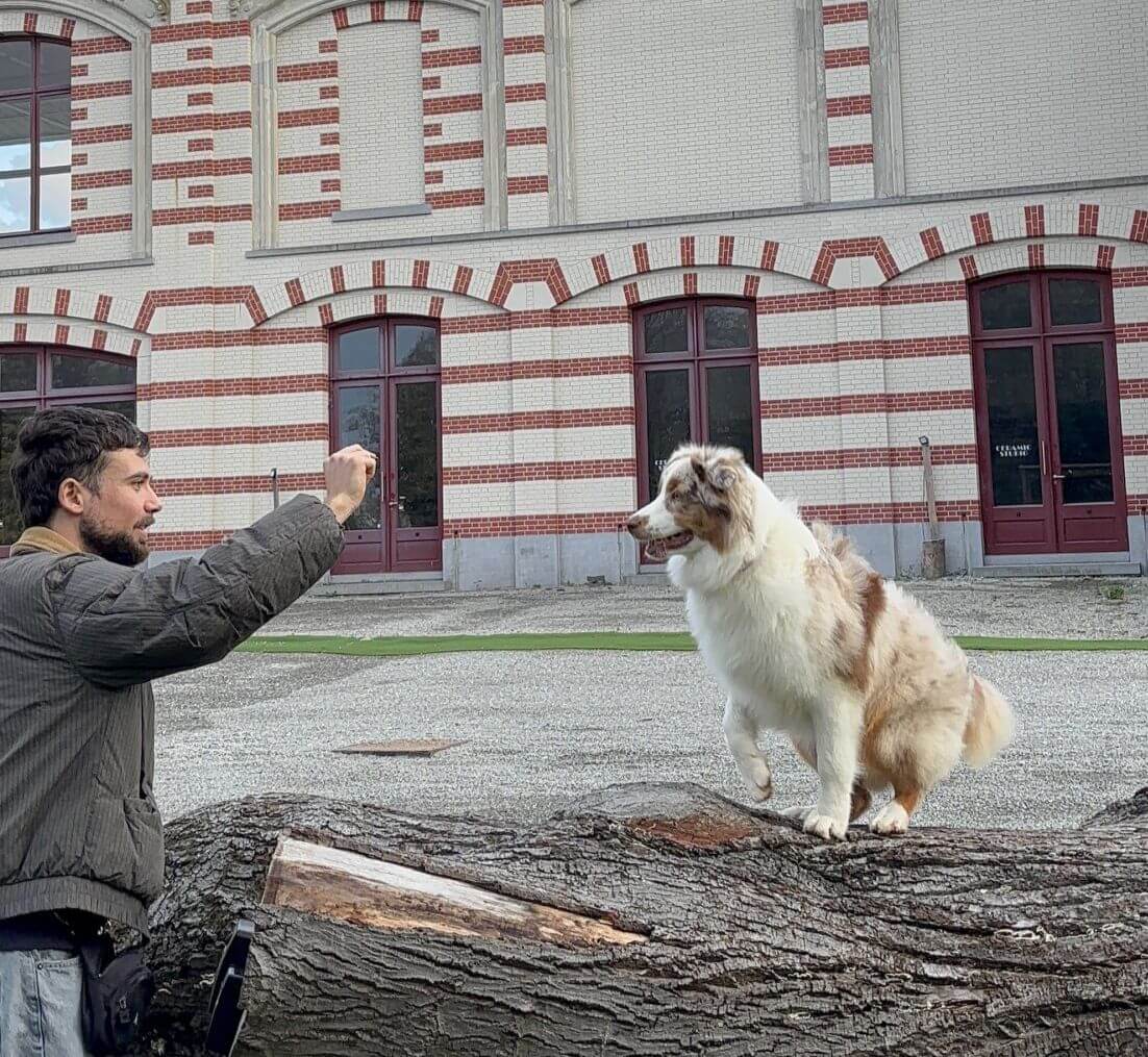 Un chien blanc s'entraine sur le terrain de l'hippodrome